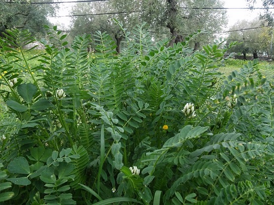 Terreno fertilizzato dalla natura